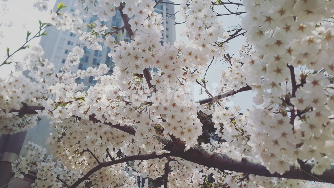 벚꽃,나무,걸거리,아파트,가로수,식물,자연,plants,nature,꽃,flower