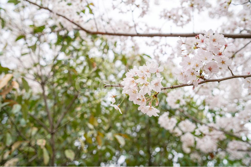 봄,벚꽃,벚꽃나무,꽃,체리블라썸,cherryblossom,봄,계절,spring,season,식물,자연,plants,nature,꽃,flower,plant