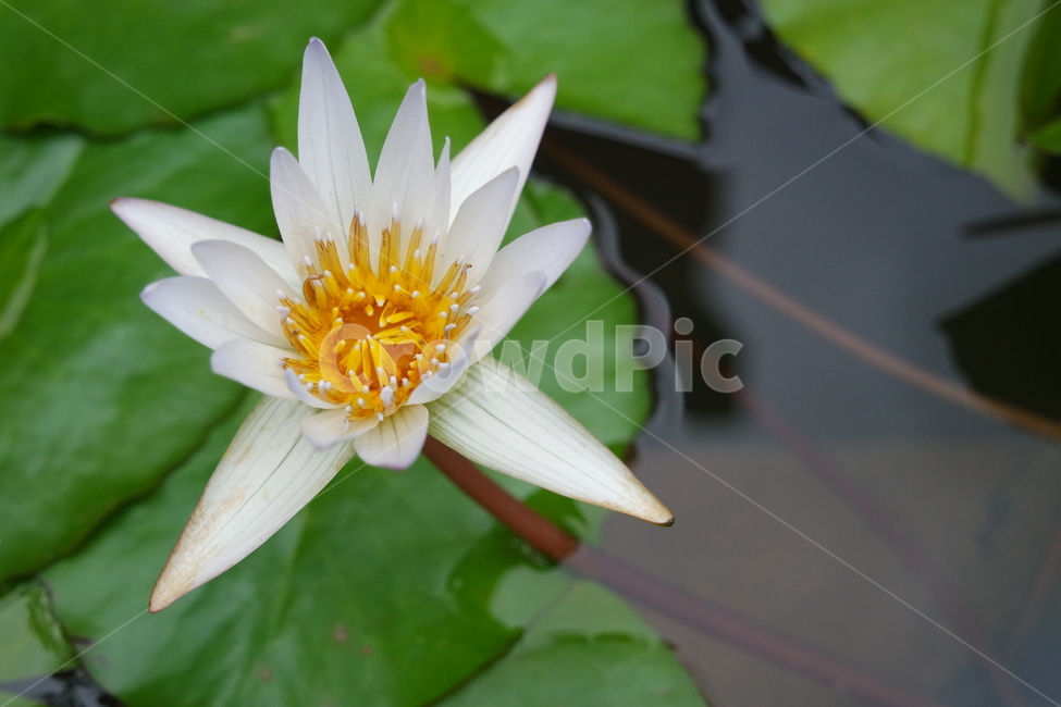 호수,물,연꽃,flower,연잎,꽃,물위,흰꽃,꽃봉우리,줄기,연못