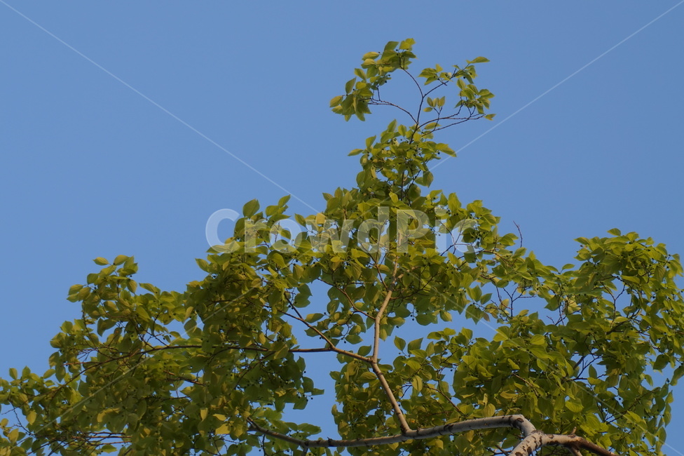 하늘,나무,맑은날,파란하늘,맑은하늘,푸른하늘,식물,자연,plants,nature,나무,trees,wood