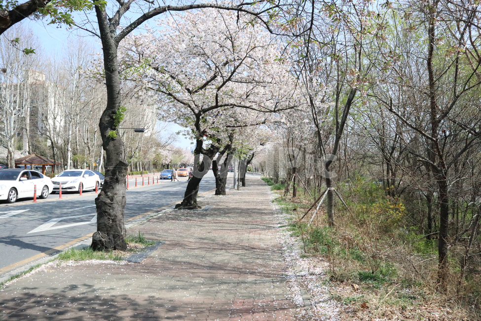 봄,벚꽃,축제,여의도,꽃,꽃놀이,교통,풍경,자연,plant,식물,벚꽃나무
