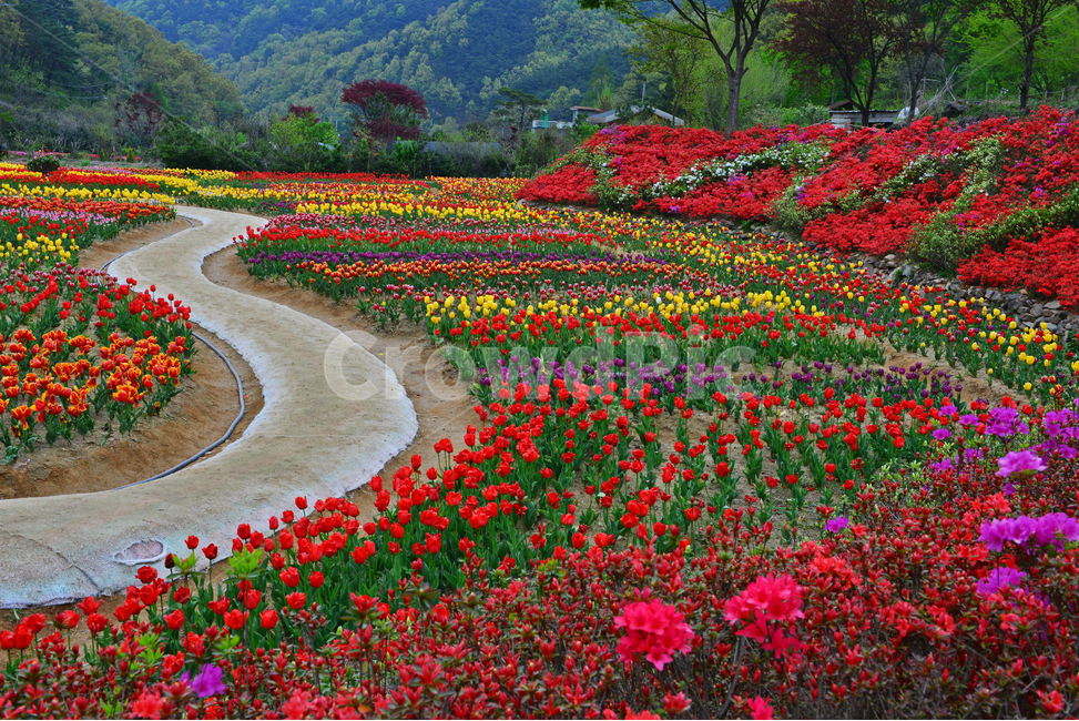 무등산,동적골,튤립축제,철쭉,노랑,빨강,봄,계절,패턴,tulip,튤립,plant,식물,blossom,flower,꽃,자연,풍경,nature,landscape