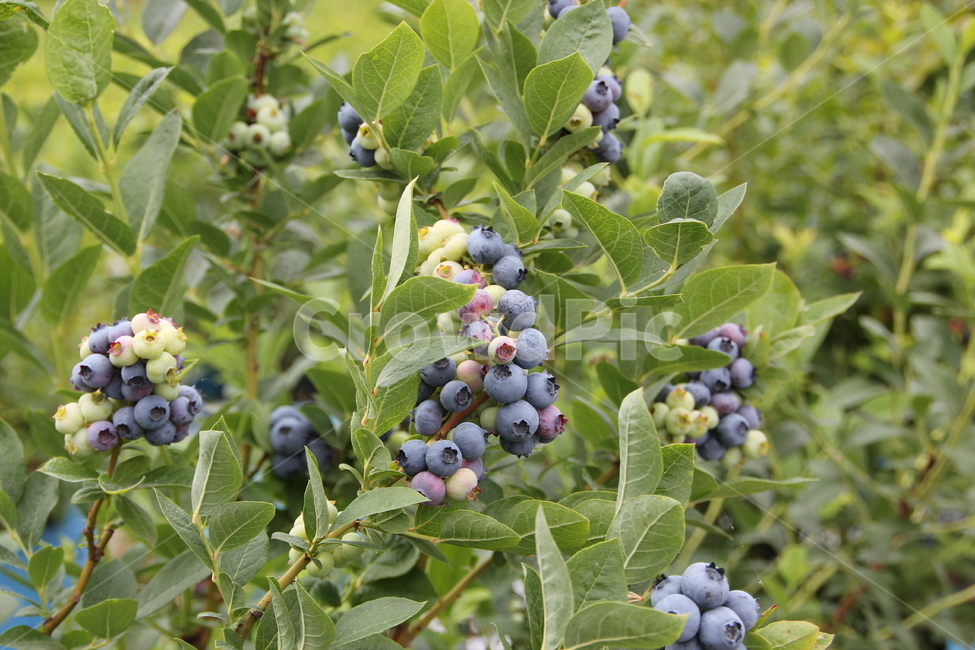 Fruit,blueberry,fruit,super food,Blueberries,blueberry fruit,food