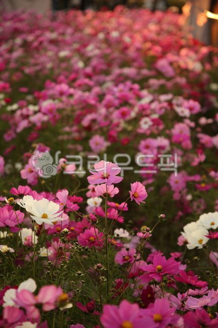 Cosmos,Sky Park,Sunset,Autumn Day,Fragrance,Field