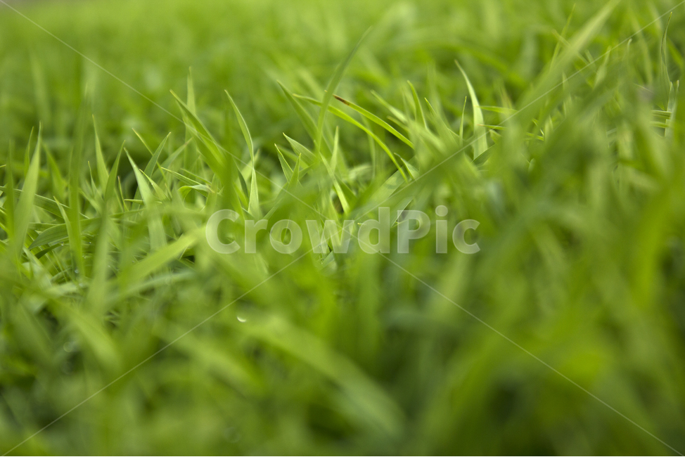 빗방울,wet,clean,closeup,drop,farm,field,fresh,grass,green,greenrice,grow,lawn,meadow,nature,nobody,outdoor,pattern,plant,rain,rice,spring,texture,water,waterdrop,초록색,물,녹색,그린,모,모내기,벼,싹,새싹,풀,잔디,풀밭,이슬,젖은,젖어있는,잔디밭,봄,비오는날,물방울,자연,블러,아웃포커스,포커스아웃,식물,농사,논농사,잎,잎사귀,나뭇잎