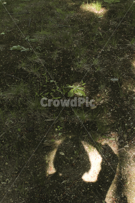 자연,풀,흙,햇살,식물,햇빛,plant,groudn,풍경,sunshine,식물,자연,plants,nature