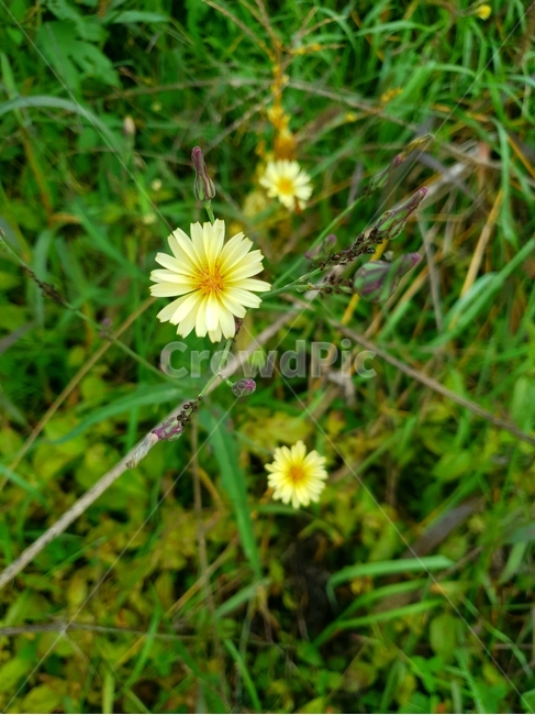 꽃,들꽃,쇠서나물꽃,쇠서나물,풀,들풀,식물,꽃잎,가을꽃,식물,자연,plants,nature,꽃,flower