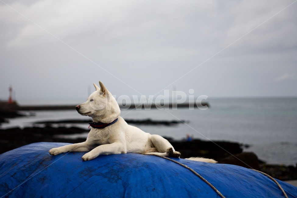 진돗개,강아지,백구,바닷가,dog,측면,동물,animal,포유류,mammal,개,강아지,dog,doggy