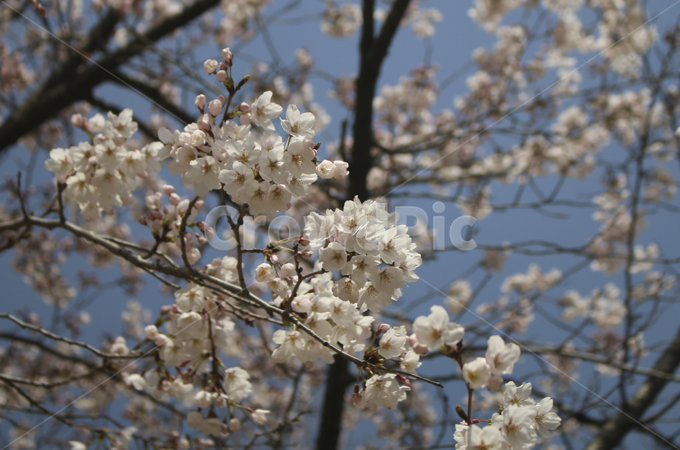 blossom,flower,꽃,벚꽃,봄꽃,spring,봄,plant,식물,tree,나무,treetrunk,나무줄기,나뭇가지,하늘,sky