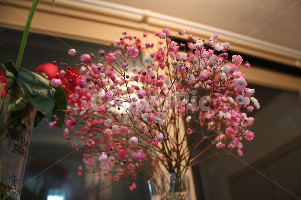 꽃,flower,꽃다발,선물,축하,pink,present,gift,celebrate,구도,분위기,색감,화분,안개꽃