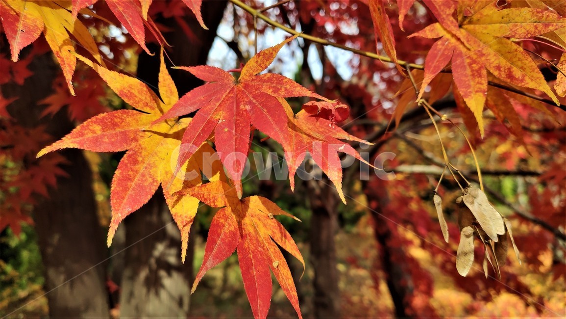 가을,엽록소,mapie,leaf,잎,plant,식물,tree,나무,단풍,maple,가을,계절,fall,autumn,season,식물,자연,plants,nature,나무,trees,wood
