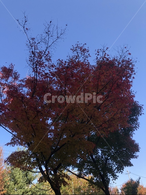단풍,어두움,하늘,푸름,plant,식물,tree,나무,leaf,잎