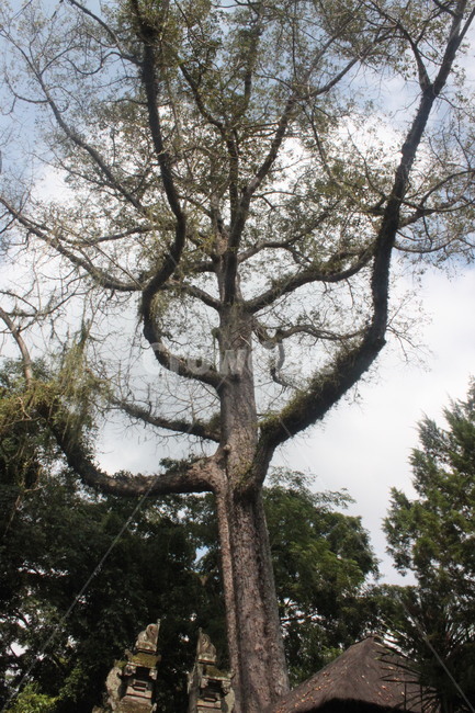특이한,나무,뾰족한,거대한,삼지창,아찔한,동남아나무,가시나무,하늘배경,식물,자연,plants,nature,나무,trees,wood