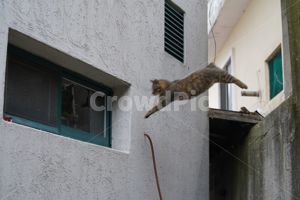 고양이,길고양이,cat,pet,길냥이,뱅갈고양이,애완동물,animal,점프,점핑,동물,animal,포유류,mammal,고양이,cat,kitten,kitty