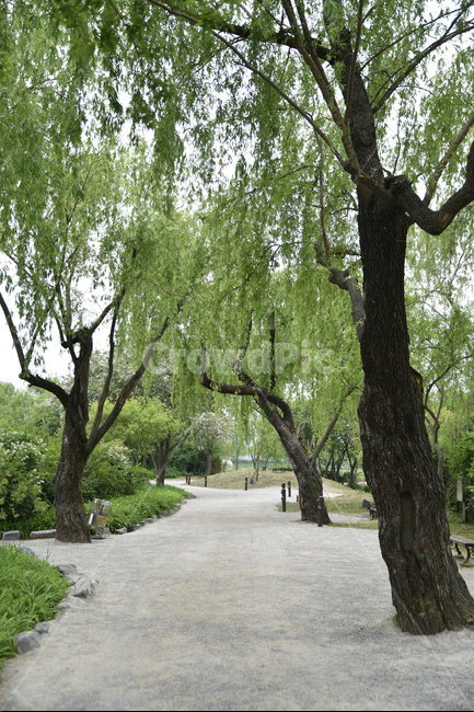 tree,나무,궁남지,산책길,버드나무