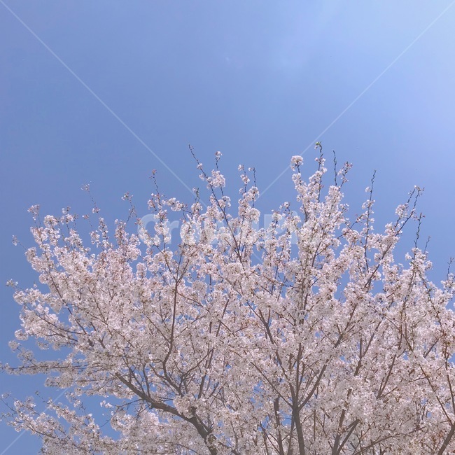 벚꽃,봄,꽃놀이,맑은날,낮,spring,cherryblossoms,picnic,감성사진,봄,계절,spring,season,식물,자연,plants,nature,나무,trees,wood,감성,sensible,feeling,plant