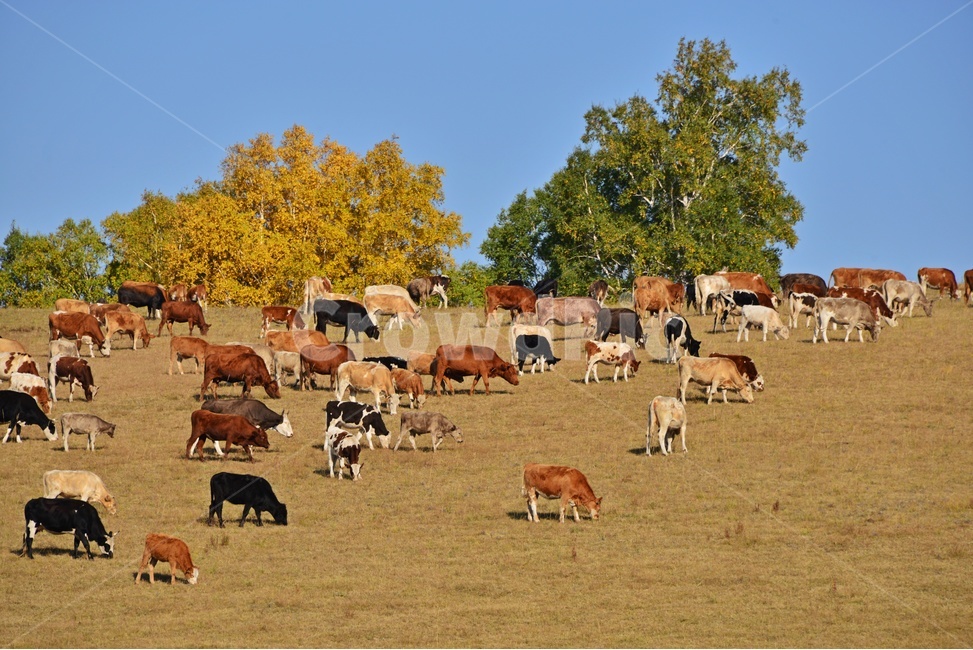 animal,동물,flock,대군,mammal,포유류,sheep,scenery,풍경,outdoors,옥외,nature,자연,landscape,경치,중국,몽고,패상,패상가을,소,소떼,목축업,목장,livestock farming,ranching,pasture