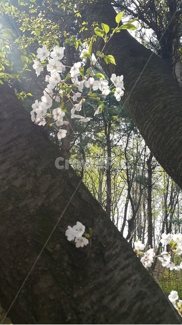 plant,식물,tree,나무,treetrunk,나무줄기,flower,꽃,식물,자연,plants,nature,꽃,flower,나무,trees,wood