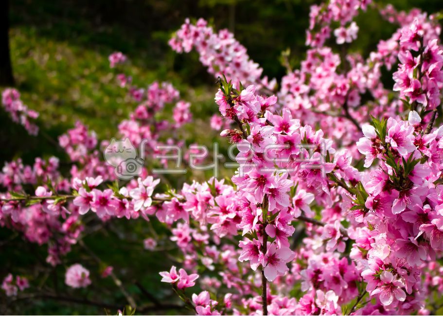 spring,Mulhyanggi Arboretum,Cherry Blossom,Osan,nature,plant,flower