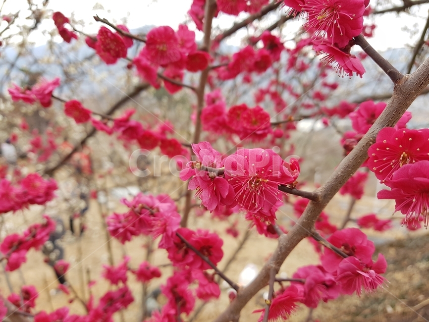광양,매화,홍매화,매화축제,꽃,flower,nature,식물,봄,spring,전라도,식물,자연,plants,nature,꽃,flower