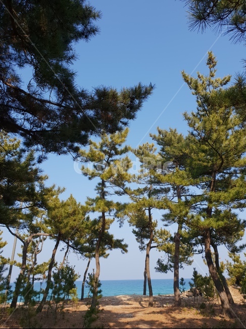 하늘,파란색,바다,햇빛,겨울바다,소나무,파란하늘,그림자,자연,초록색,숲,sky,blue,자연,풍경,nature,landscape,tree,나무,plant,식물,fir,전나무