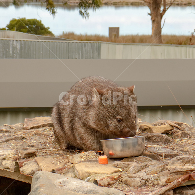 웜뱃,wombat,동물,animal,호주동물,australiaanimal,호주,australia,동물,animal,포유류,mammal