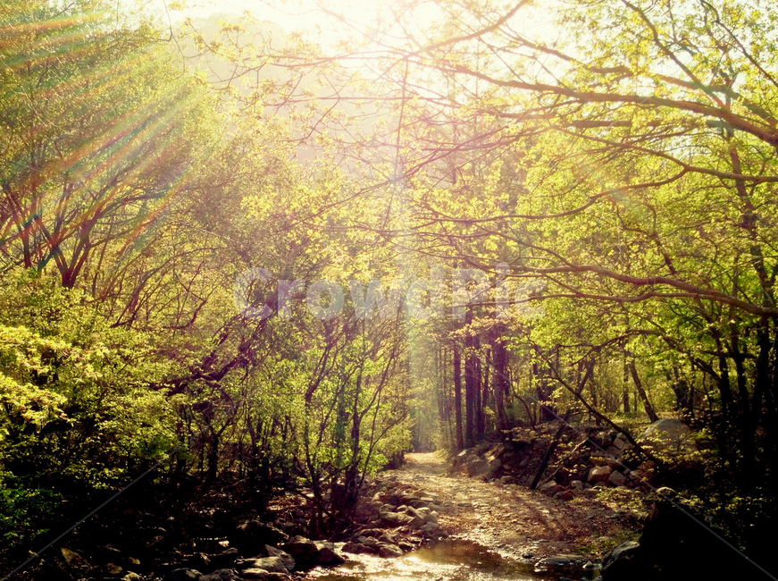 자연,숲길,숲,햇살,오후햇살,황금빛햇살,nature,woodlandpath,sunshine,forestpath,sunlight,afternoon,자연,풍경,nature,landscape,path,통로,햇빛
