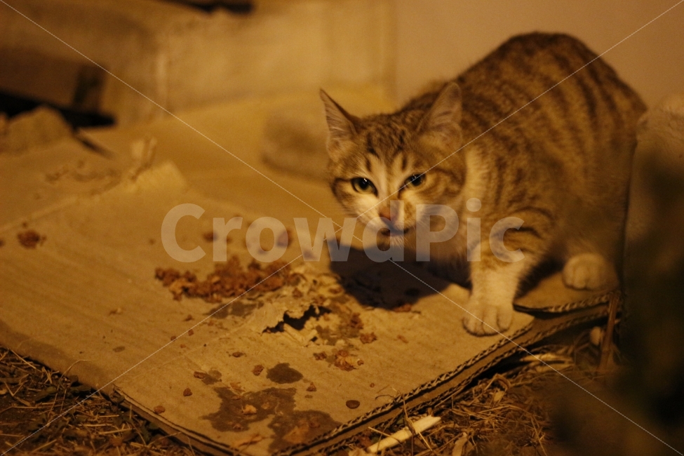 고양이,반려동물,유기묘,길냥이,애완동물,cat,pet,kitten,아기고양이,코숏,코리안숏헤어,동물,animal,캣맘,캣대디,동물,animal,고양이,cat,kitten,kitty,포유류,mammal