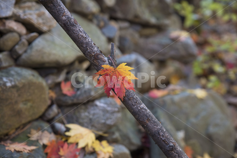 가을,풍경,단풍,가을나무,가을풍경,울긋불긋,가을,계절,fall,autumn,season,leaf,잎,plant,식물,tree,나무