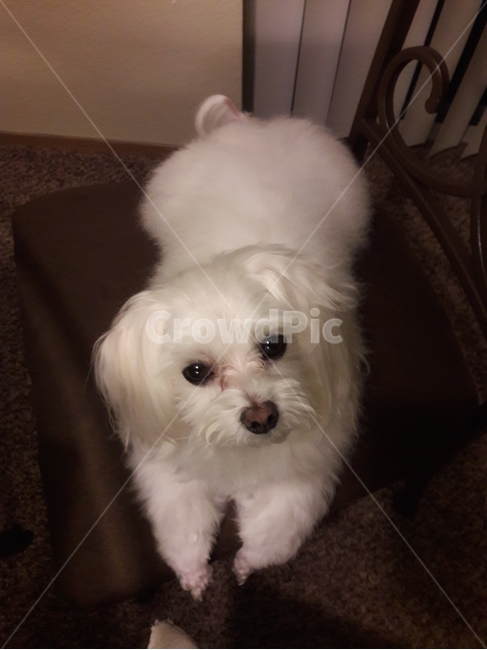 pet,dog,puppy,cute,애완동물,개,동물,animal,포유류,mammal,개,강아지,dog,doggy