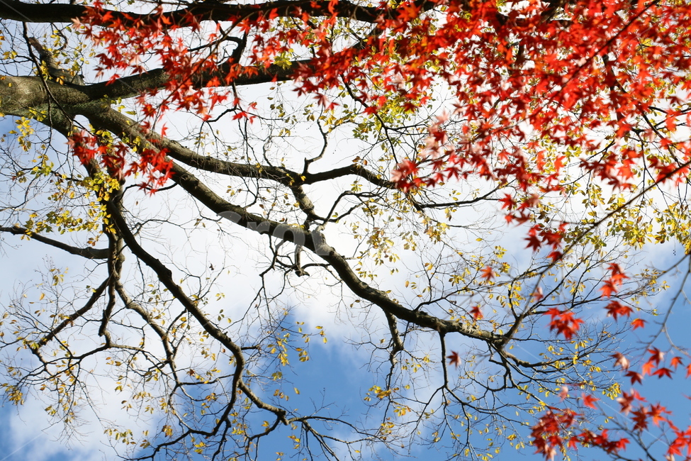 단풍,가을,단풍나무,가을하늘,오색단풍,단풍잎,가을,계절,fall,autumn,season,plant,식물,leaf,잎,tree,나무,tree trunk,나무 줄기