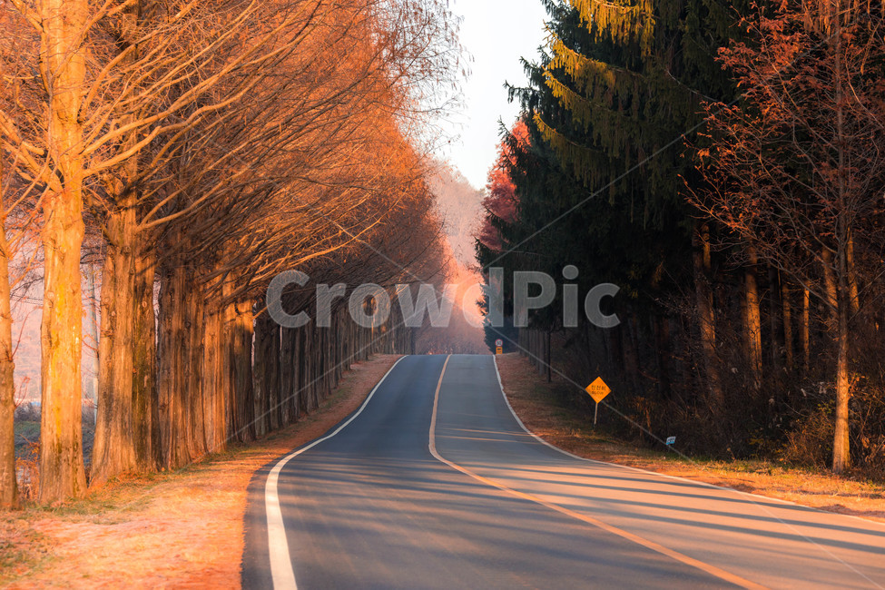 sand ash,road,sight,late fall,Metasequoia Road,morning