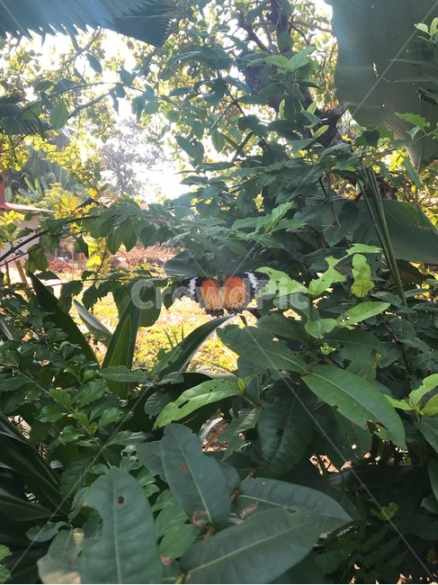 나비,곤충,공원,숲,나무,butterfly,insect,park,forest,woods,tree,자연,동물,animal,곤충,벌레,insect,bug