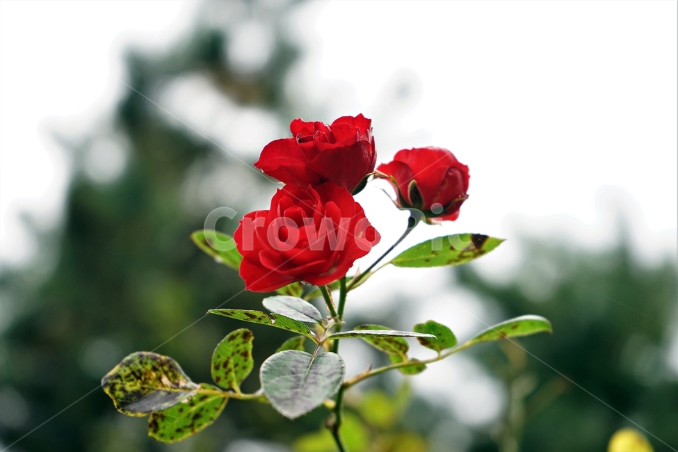 장미,늦가을,빨강,정열,사랑,향기,nature,rose,bloom,fall,red,passion,beauty,floral,beautiful,plant,flower,꽃,붉은색,식물,축제,정원,계절,배경화면,자연,감성,색상,색감,season,plants,5월,여왕,꽃송이,이파리,북은색,가시,아름다움,thorn,autumn,smell,식물,자연,plants,nature,꽃,flower