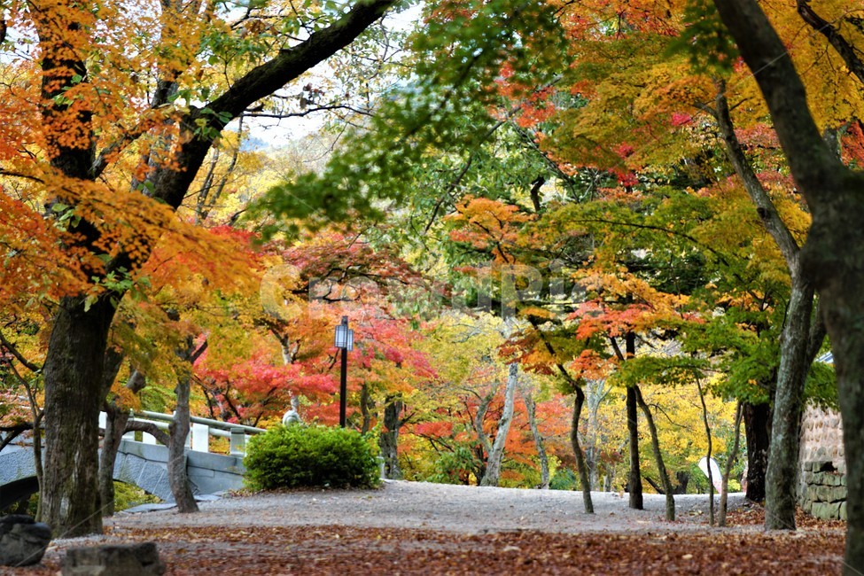 가을,단풍,나무,자연,식물,풍경,빨강색,노란색,초록색,낙엽,trees,nature,autumn,red,yellow,green,season,자연풍경,계절,감성,길,가로등,가을,계절,fall,autumn,season,자연,풍경,nature,landscape,tree,plant,tree trunk,나무 줄기