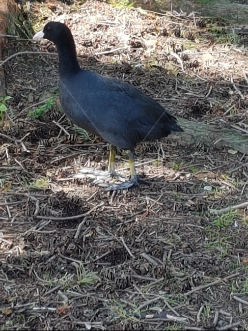 잔디,공원,새,자연,잔디밭,봄,동물,animal,조류,새,birds