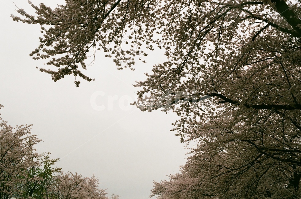벚꽃,벚나무,cherryblossom,봄,4월,꽃,식물,자연,풍경,꽃잎,나무,sakura,spring,flower,봄,계절,spring,season,자연,풍경,nature,landscape,tree,plant
