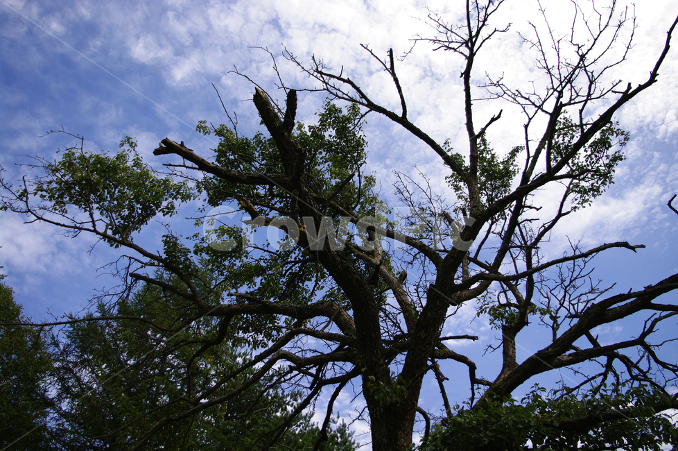 하늘,구름,나무,식물,나뭇가지,식물,자연,plants,nature,나무,trees,wood