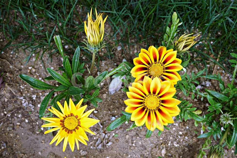 봄,꽃,식물,자연,flower,floral,가자니아,국화과,훈장국화,태양국,원예,gazania,남아프리카원산