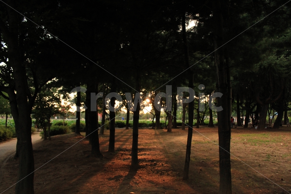 공원,노을,나무,숲,저녁,자연,풍경,nature,landscape,tree,plant,식물,outdoors,옥외,vegetation,초목,forest,woodland,삼림지,grove,작은 숲,land,땅,light,빛,flare,플레어