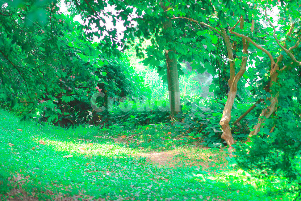 tree,나무,plant,식물,나무공터,자연,풍경,nature,landscape