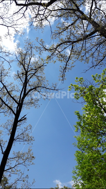 봄,나무,하늘,싱그러움,생명,자연,구름,자연,풍경,nature,landscape,식물,plants,나무,trees,wood,plant,tree,tree trunk,나무 줄기