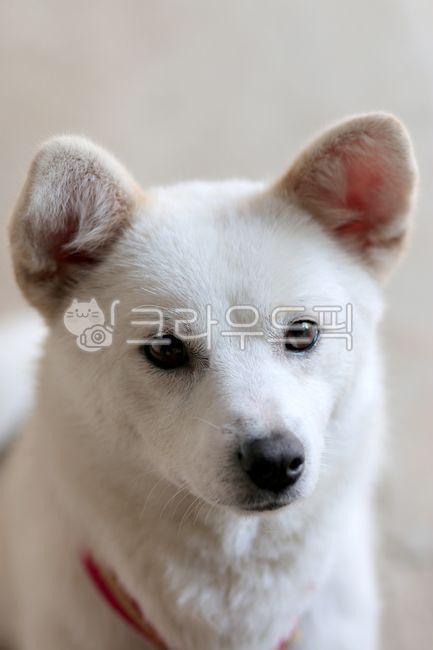 yawning dog,white dog,sitting dog,Pets,yard dog,dog stretching,animal,bowwow,Dog,dog,pet