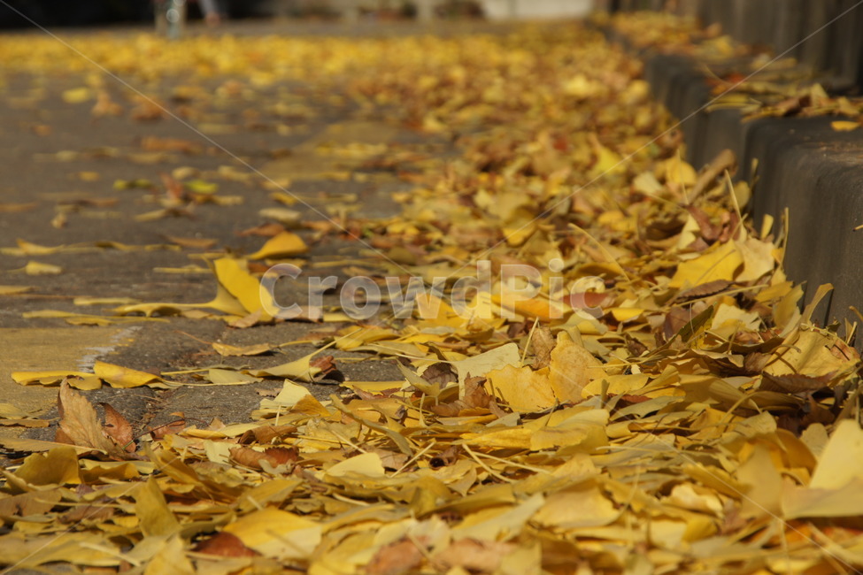 가을,은행,은행잎,낙엽,노랑,엘로우,가을,계절,fall,autumn,season,plant,식물,leaf,잎,ground,바닥