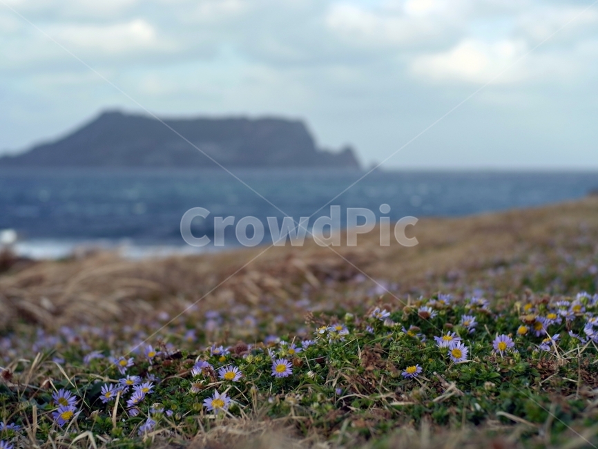 제주,성산일출봉,광치기해변,들꽃,겨울,식물,자연,plants,nature,꽃,flower