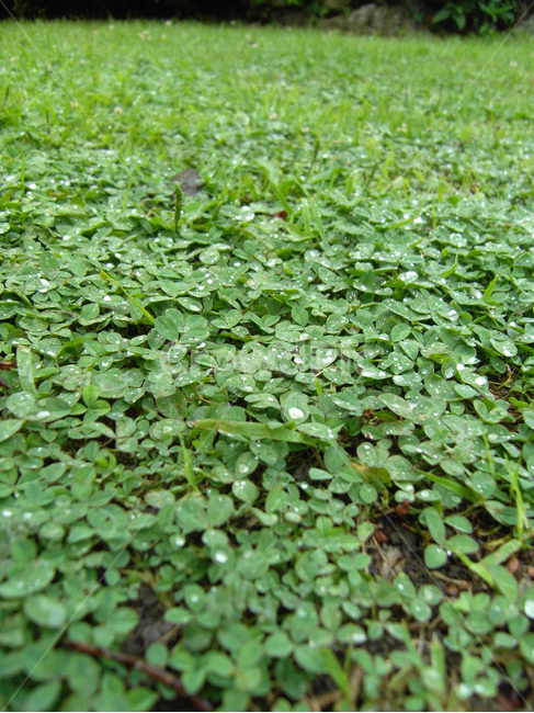 클로버,비,감성,식물,자연,물방울,빗물,풀,식물,자연,plants,nature