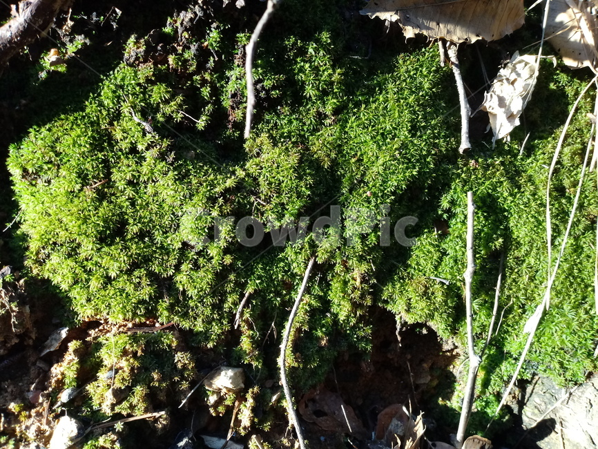 자연,옥외,nature,outdoors,이끼,선태식물,매태,녹전,식물,plant