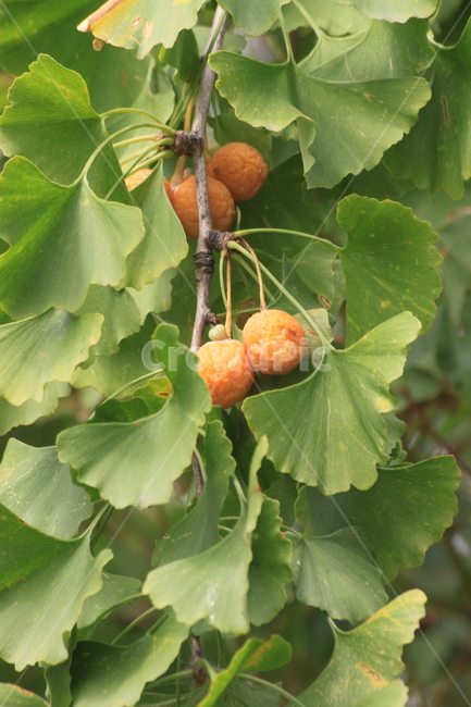 은행나무,은행,열매,가을,식물,잎,나무,초록,과일,열매,fruit