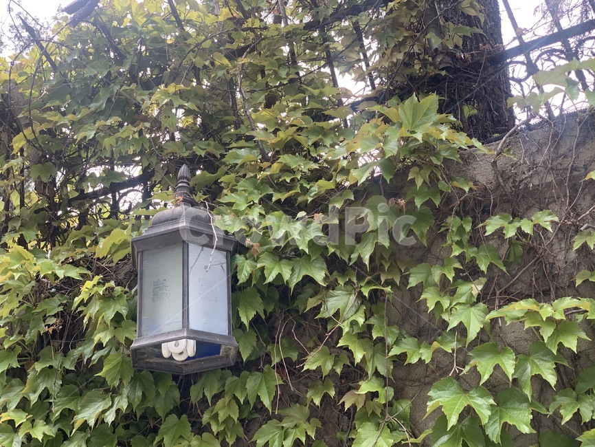 가로등,나뭇잎,초록,감성,일상,휴식,안식