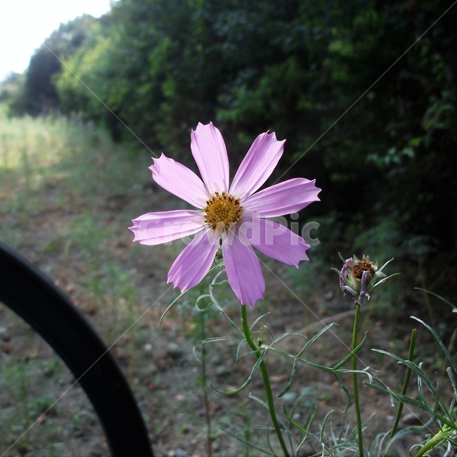 코스모스,꽃,식물,자연,늦여름,가을,역광,가냘픈,가녀린,cosmos,plant,bloom,flower,latesummer,fall,식물,자연,plants,nature,꽃,flower
